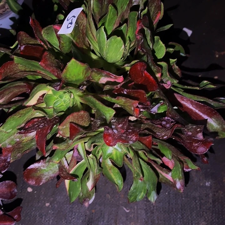 为**醉50多肉植物植物植物植物