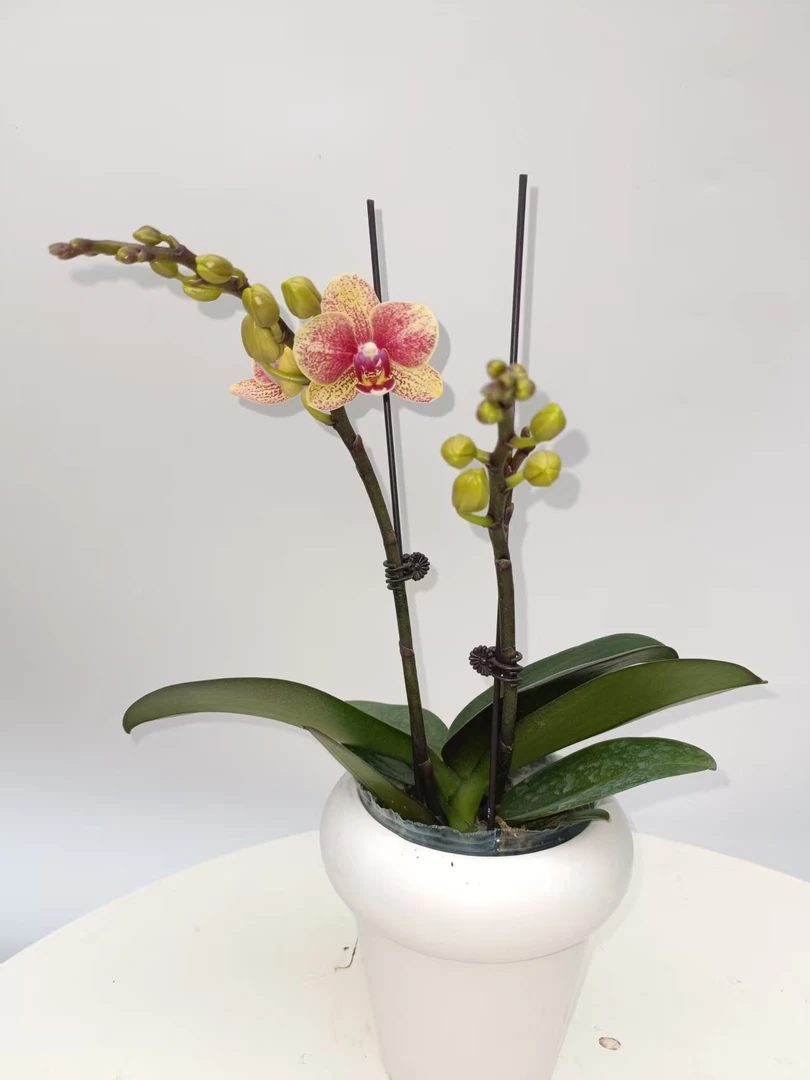 欢然花田蝴蝶兰（金蝶）双梗2