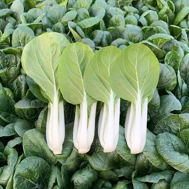 新鲜黑叶白菜约450~500g