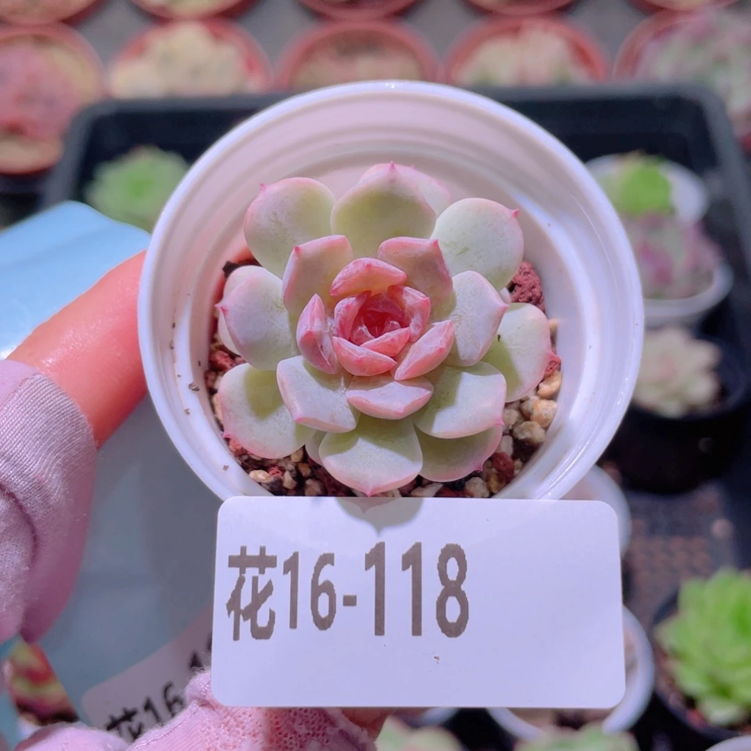 花利美16-118新品