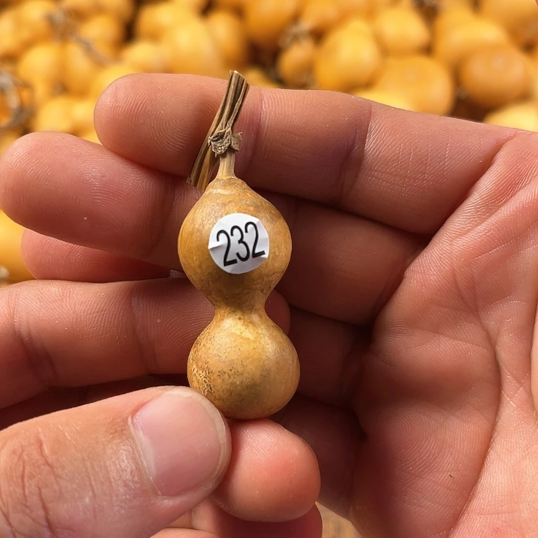 五葫芦葫芦葫芦葫芦232