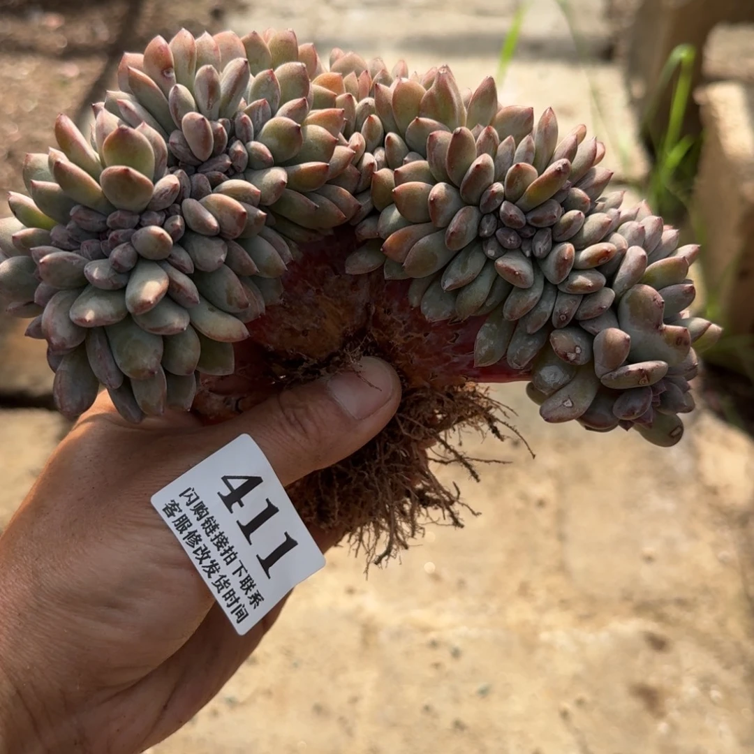 呼***哈411星影缀化17cm左右切底（178+定金20）