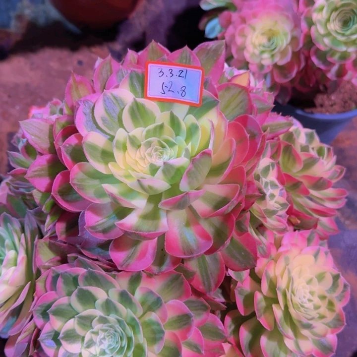 畵**圆多肉海王3.3.21