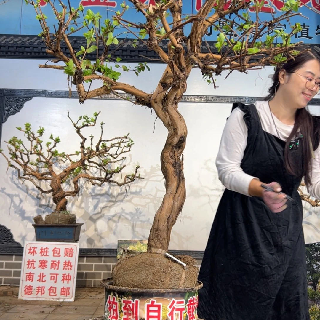 无花朵金银花88888