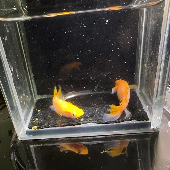 青鳉鱼观背青鱂一物一拍697