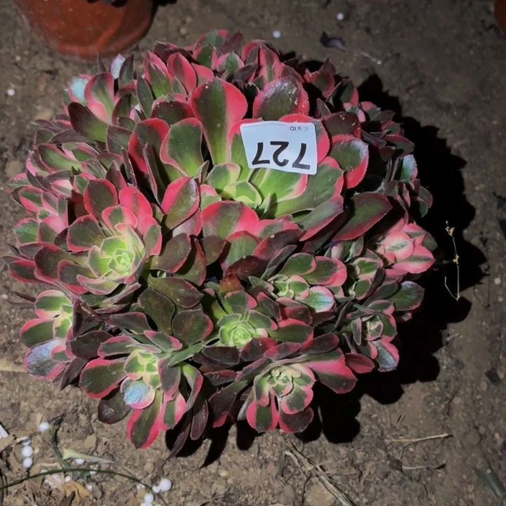 727男神多肉植物