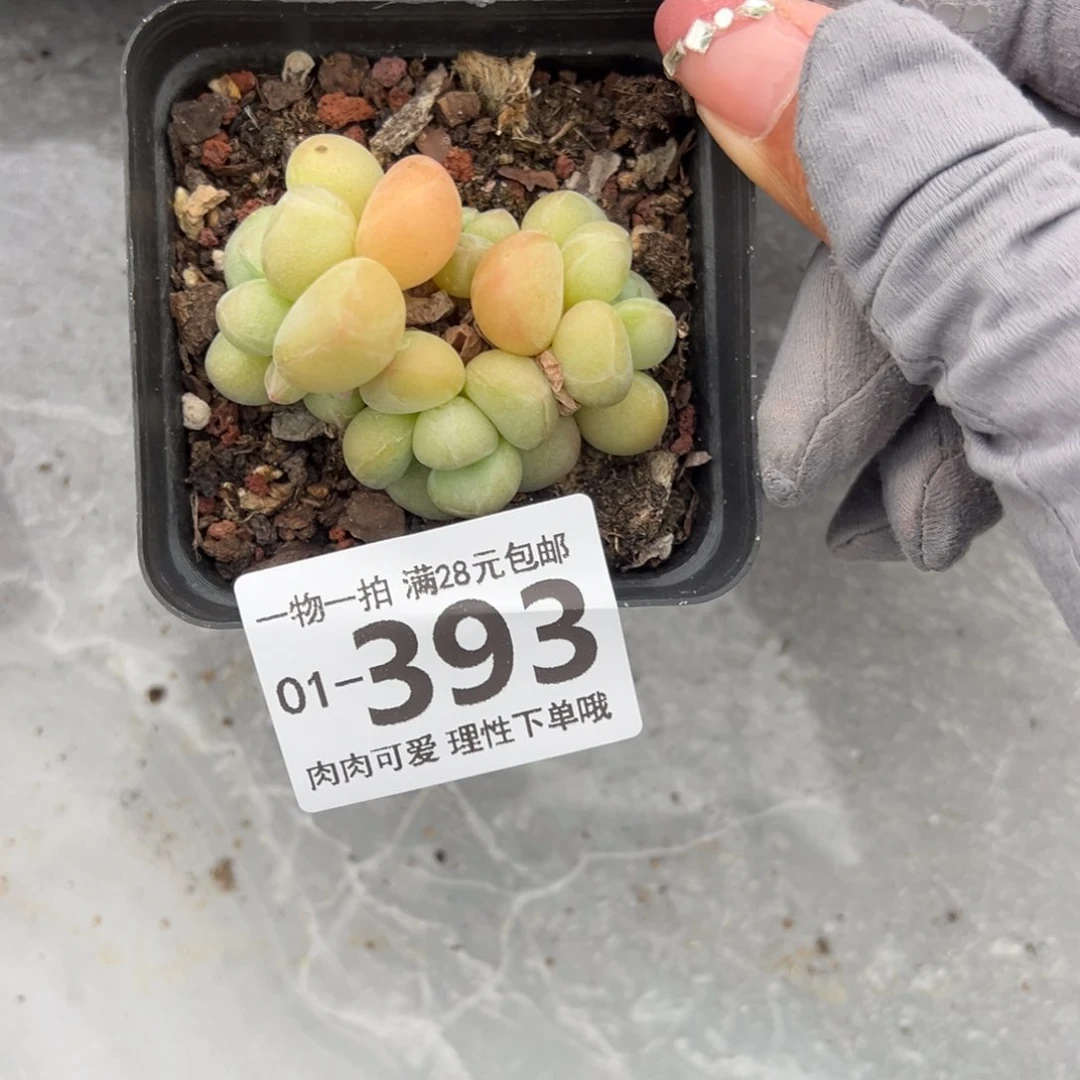 星火虫多肉多肉多肉多肉