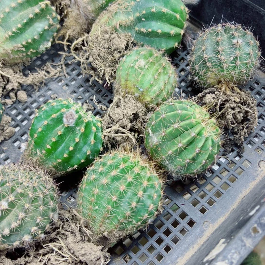 下98无名彩草根3个歪4公分左右脱土发货20包邮