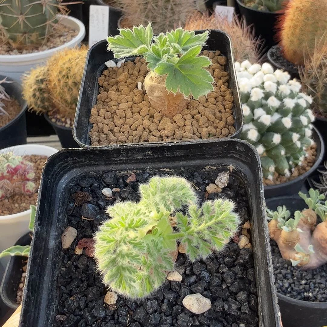 文纳森洋葵羽叶洋葵两颗