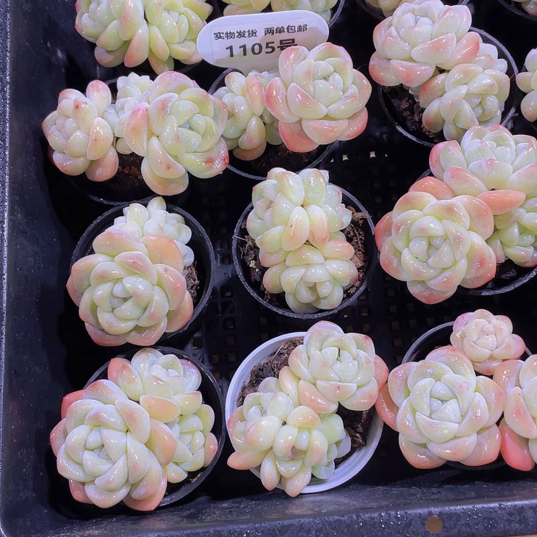 1105号 白透丸叶冰玉多头群一颗