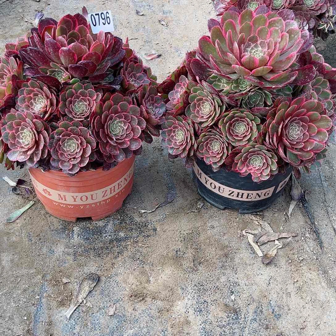 ?*?多肉植物粉花妖组合796