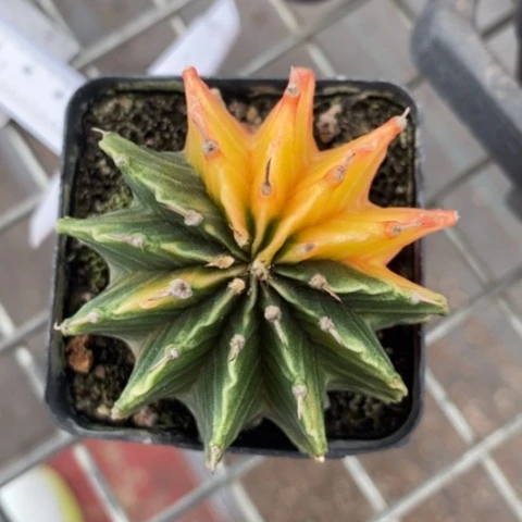 实生肋骨牡丹锦5仙人球