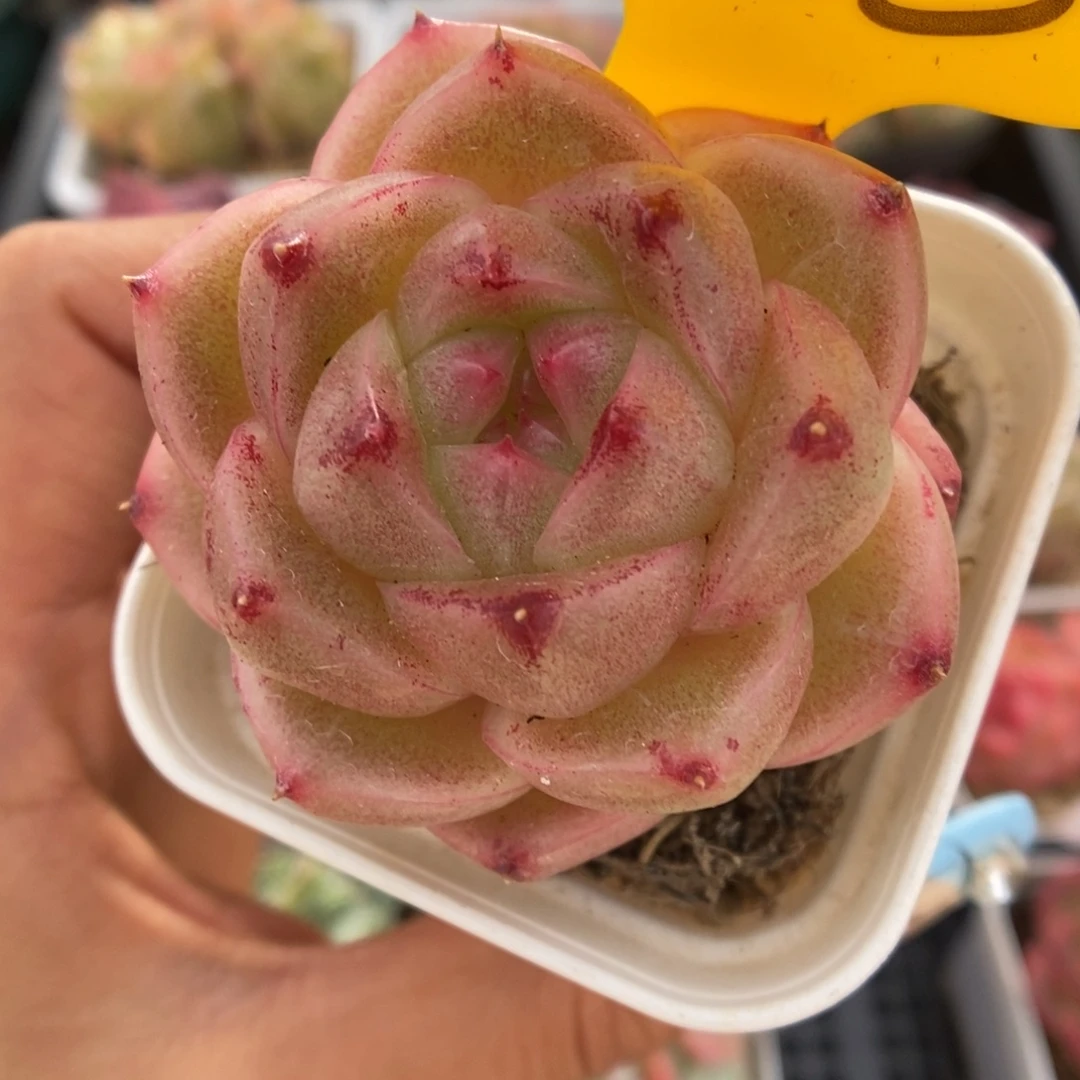 珍妮麦秆可拍430号。