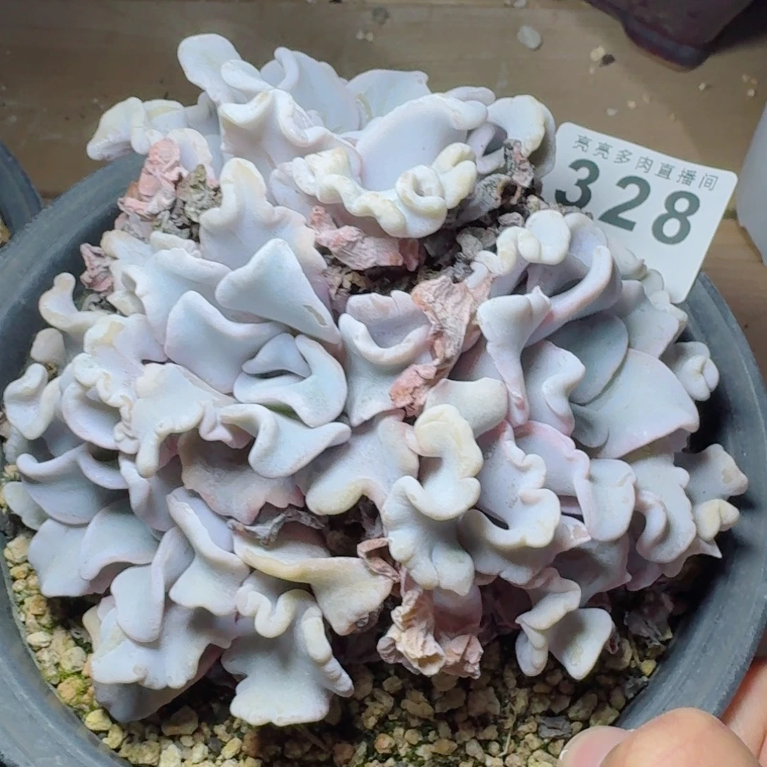 s***.芭蕾舞者      愿你一路坦途，乘风破浪展宏图