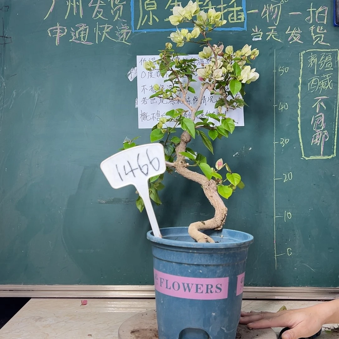 完全开放   造型提根树头  漳红樱  1466