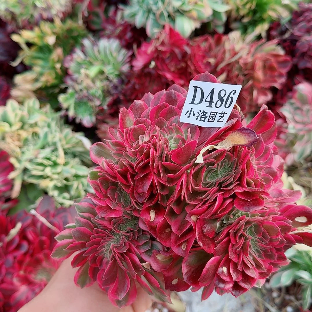 486 缀化无根不包侧枝