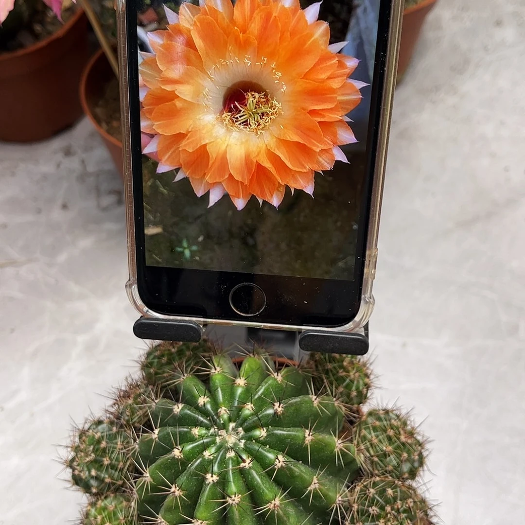 彩草72号11公分左右