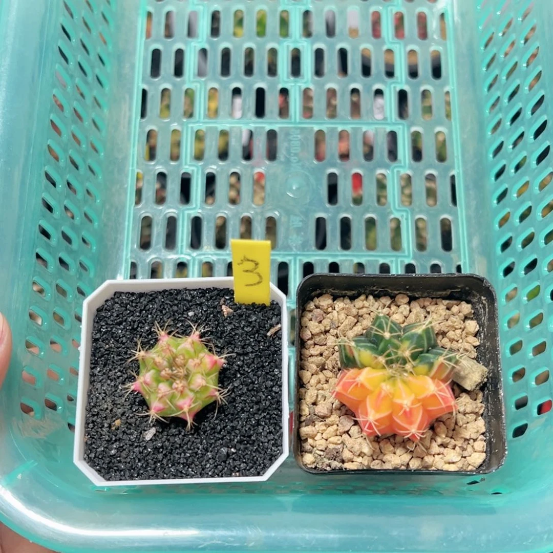 丘***剑花田—-带盆土发货