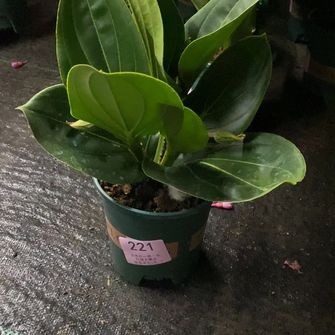 木本植物雅*木本花卉221