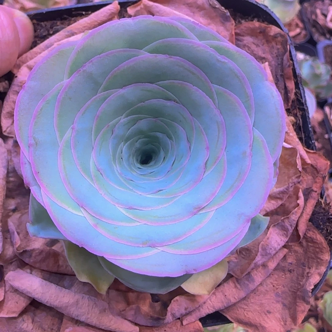 福利158539526866588