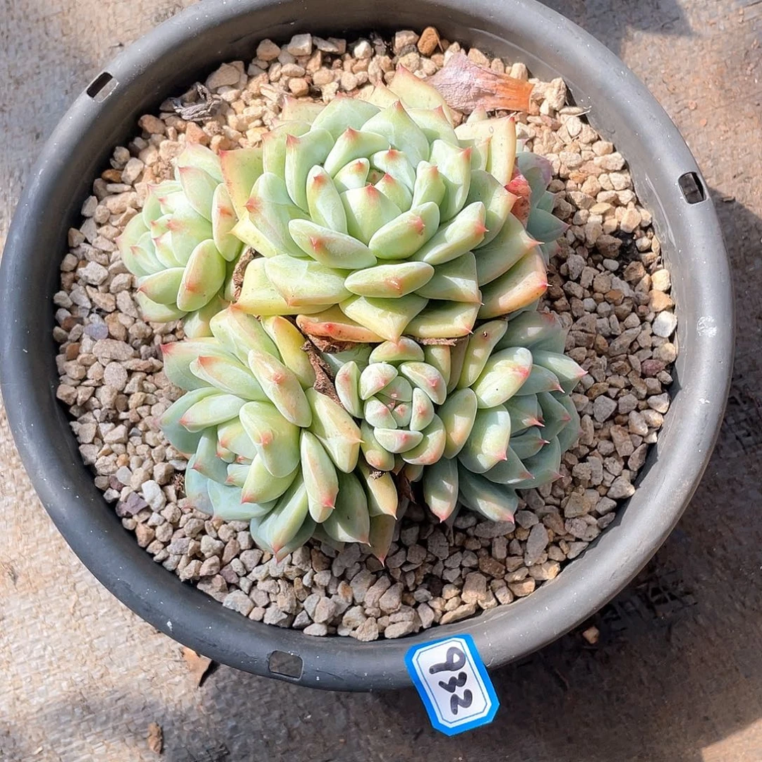 932拉糖 一物一拍多肉