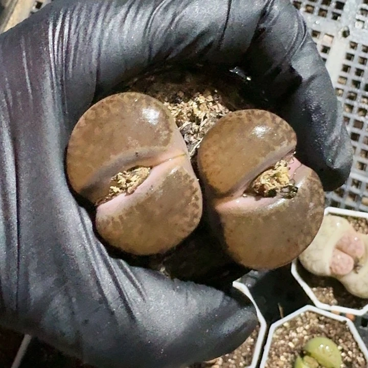 生石花1111。   607