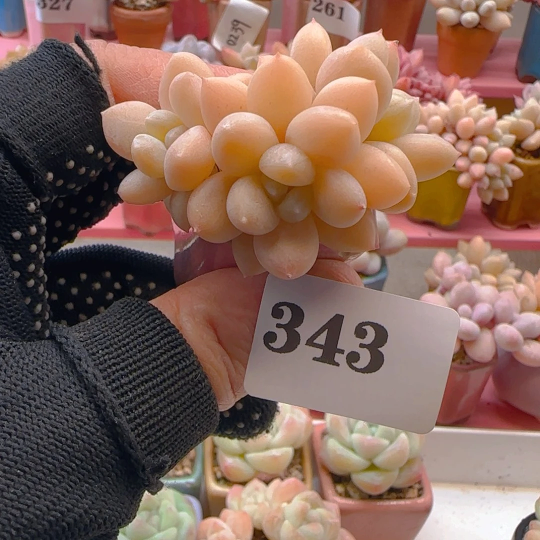 @**？阮琴343专拍专拍专拍专拍