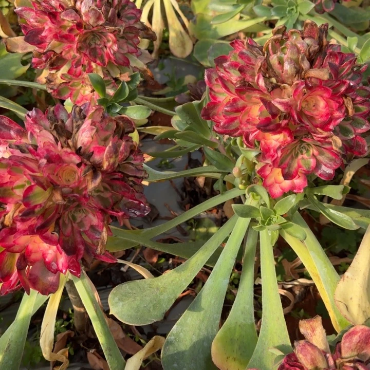 红色的圆的绣球啊啊