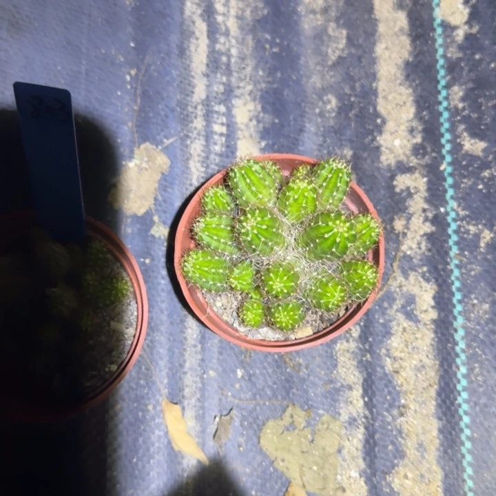 矮胖白檀487白檀802