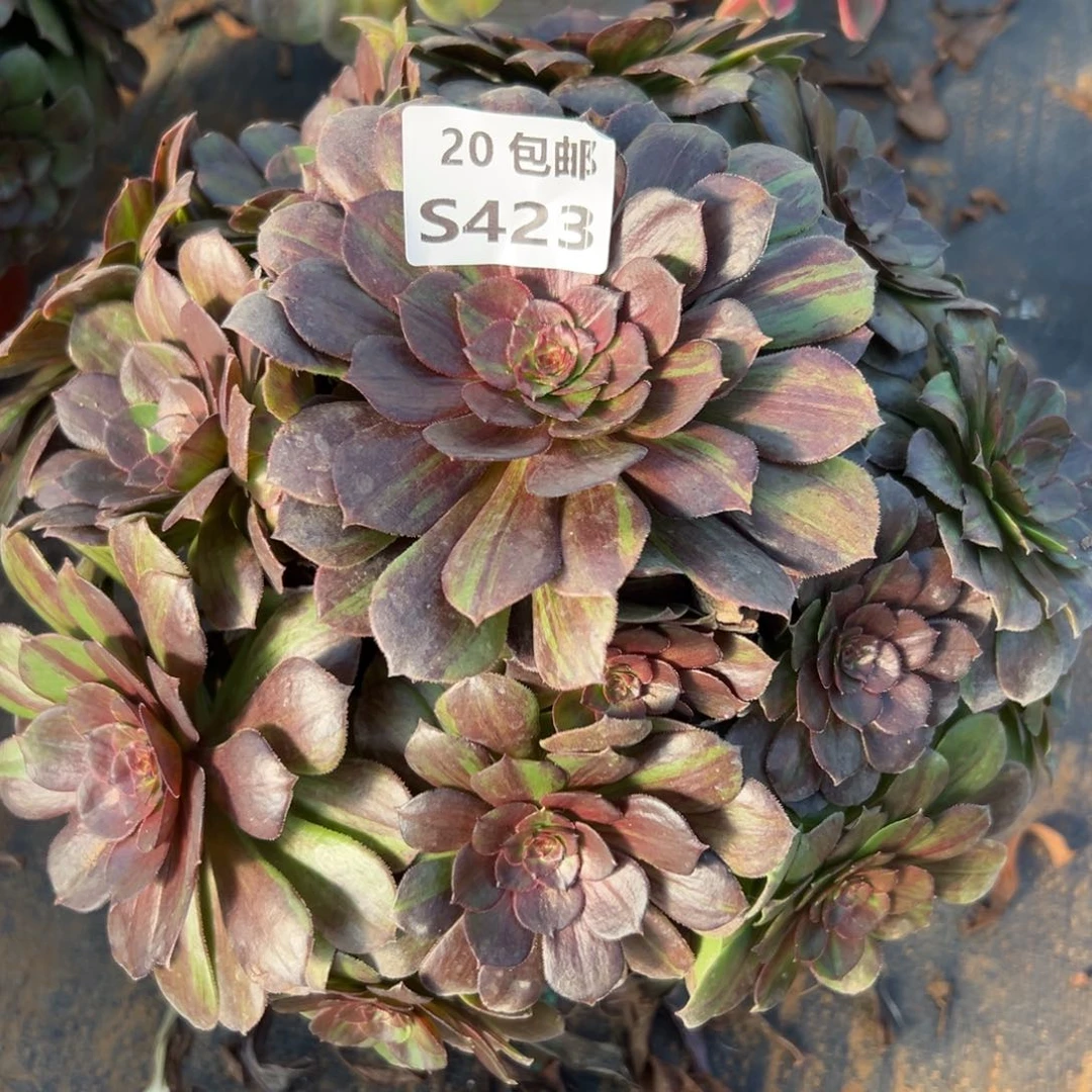 423花月夜，满20包邮嘟叮熊