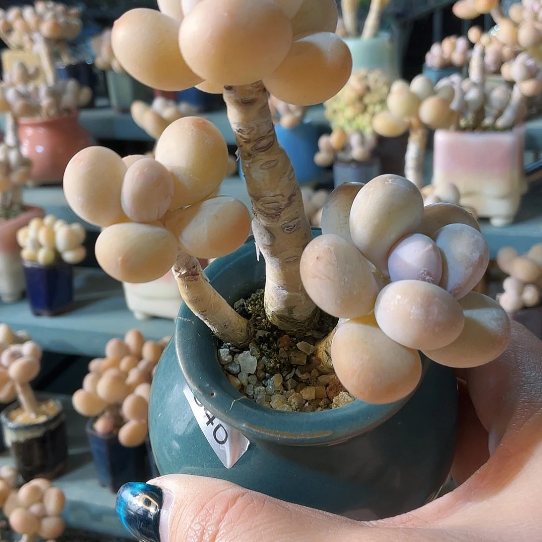 N****多肉植物的生长发育与生长