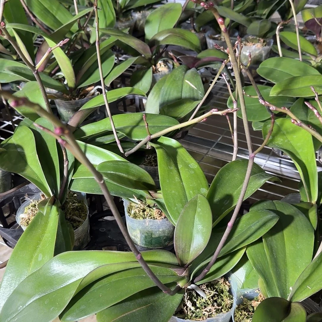 无花朵3.5双梗神仙姐姐