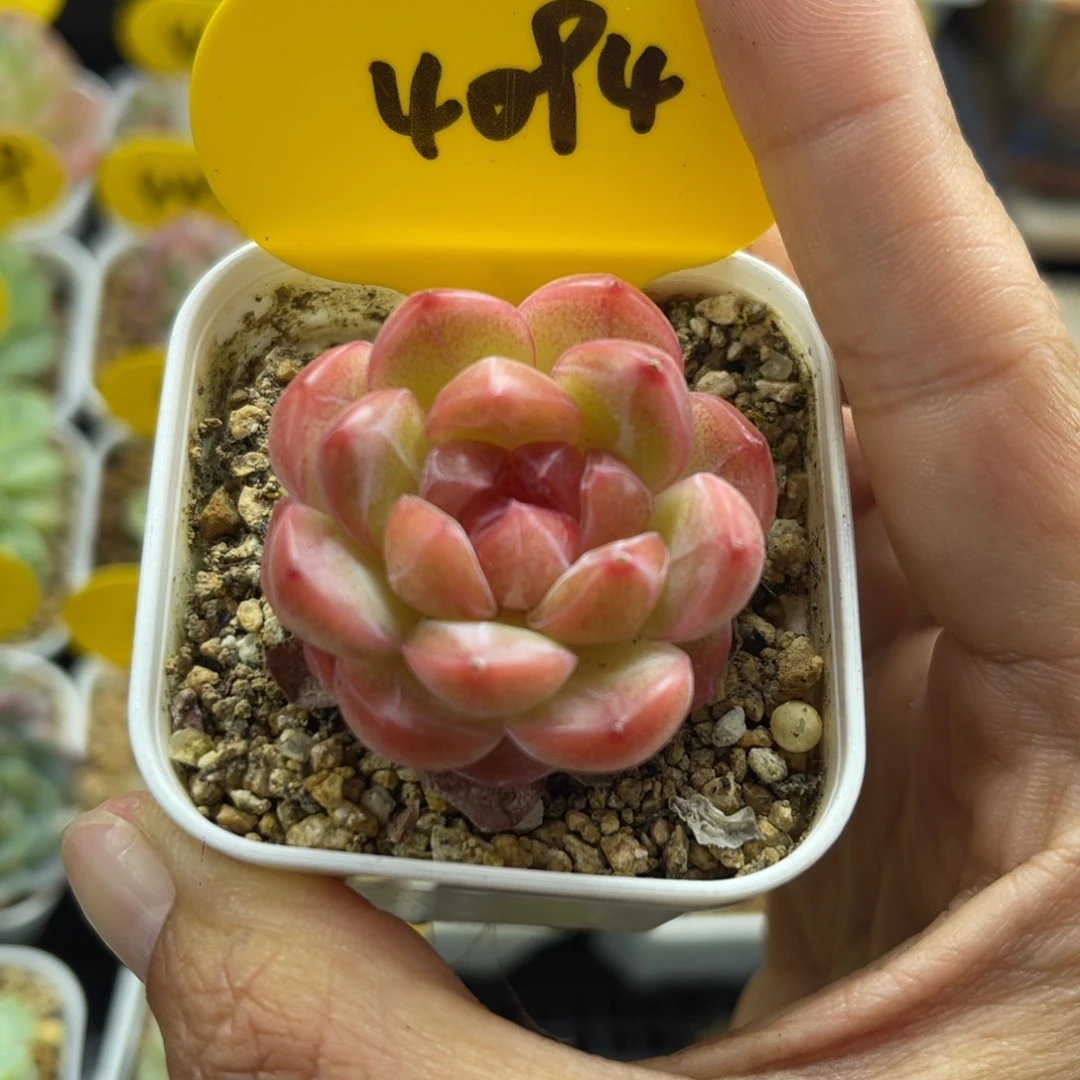 正版琴心单头4094