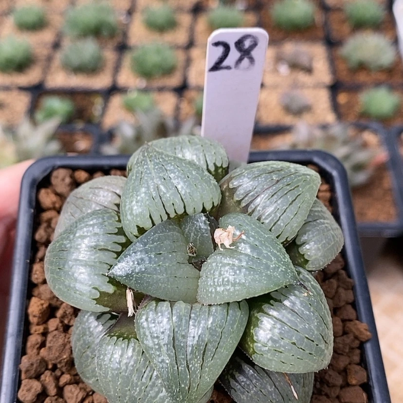 【闪购商品】28亲子姬