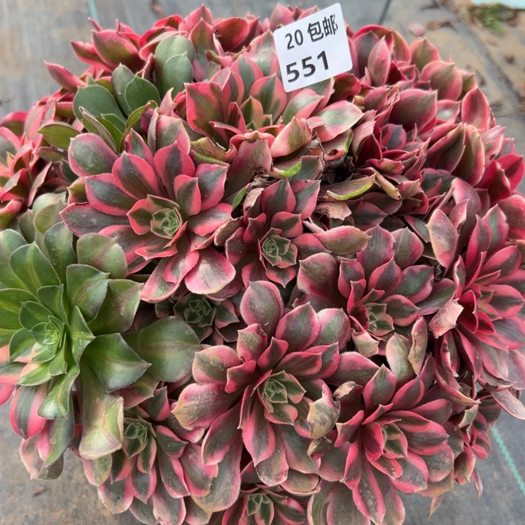 551女妖，满20包邮嘟叮熊