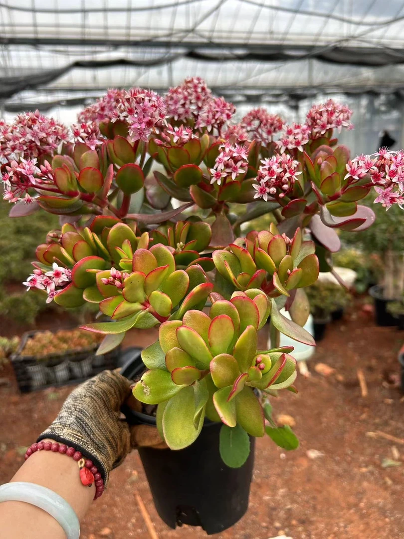 红边玉树昆明发货 室内室外南北适宜 多肉绿植