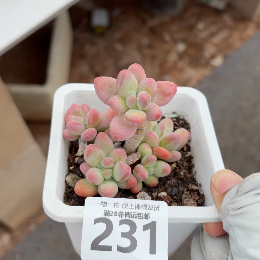 樱花奶老桩无盆土发货