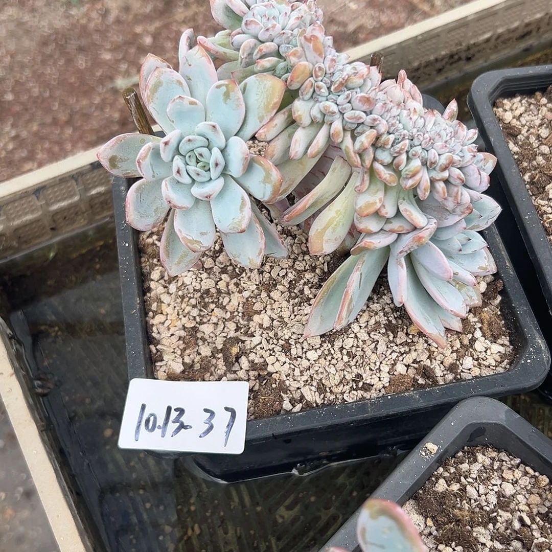 1013-37星星雪缀多肉