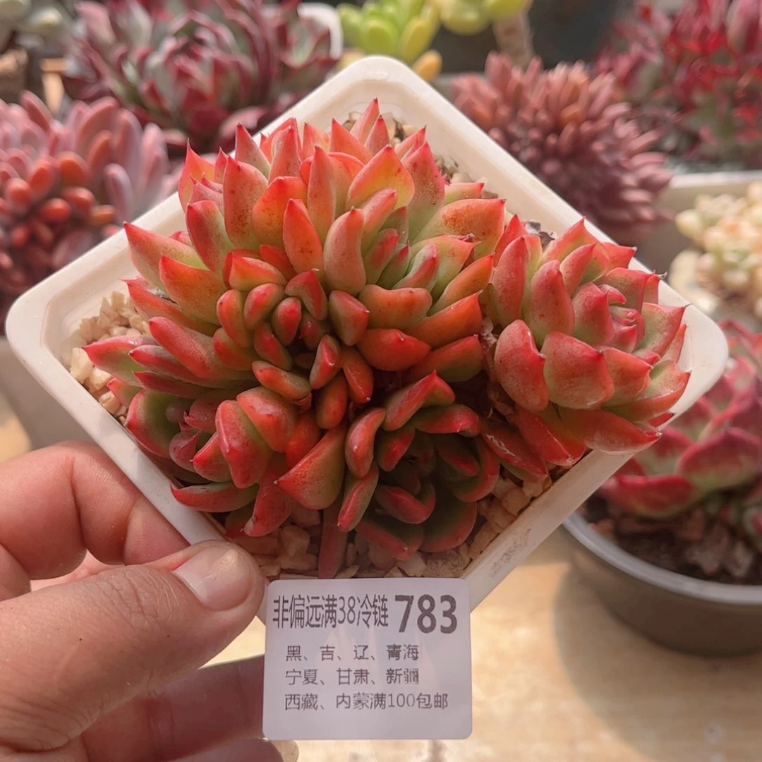 783弗洛瑞安娜德华多肉