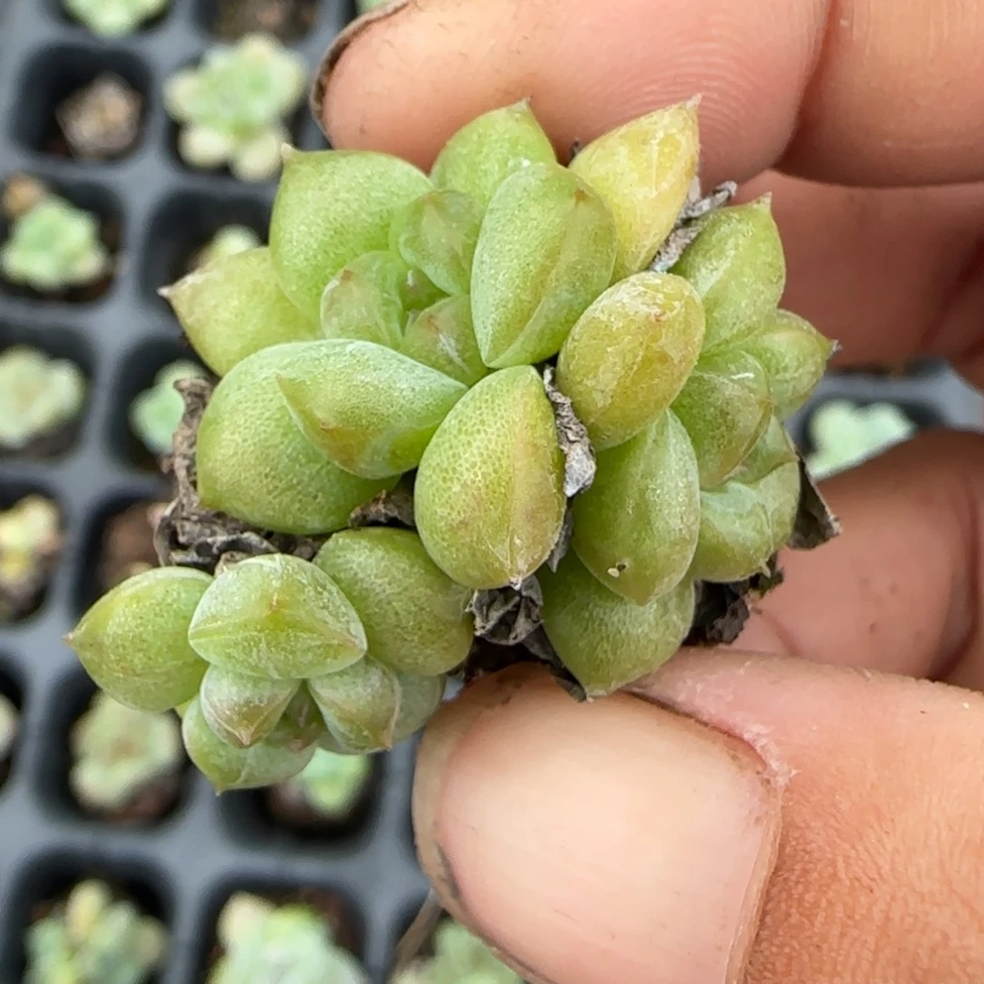 小卡拉米糖心一物一拍
