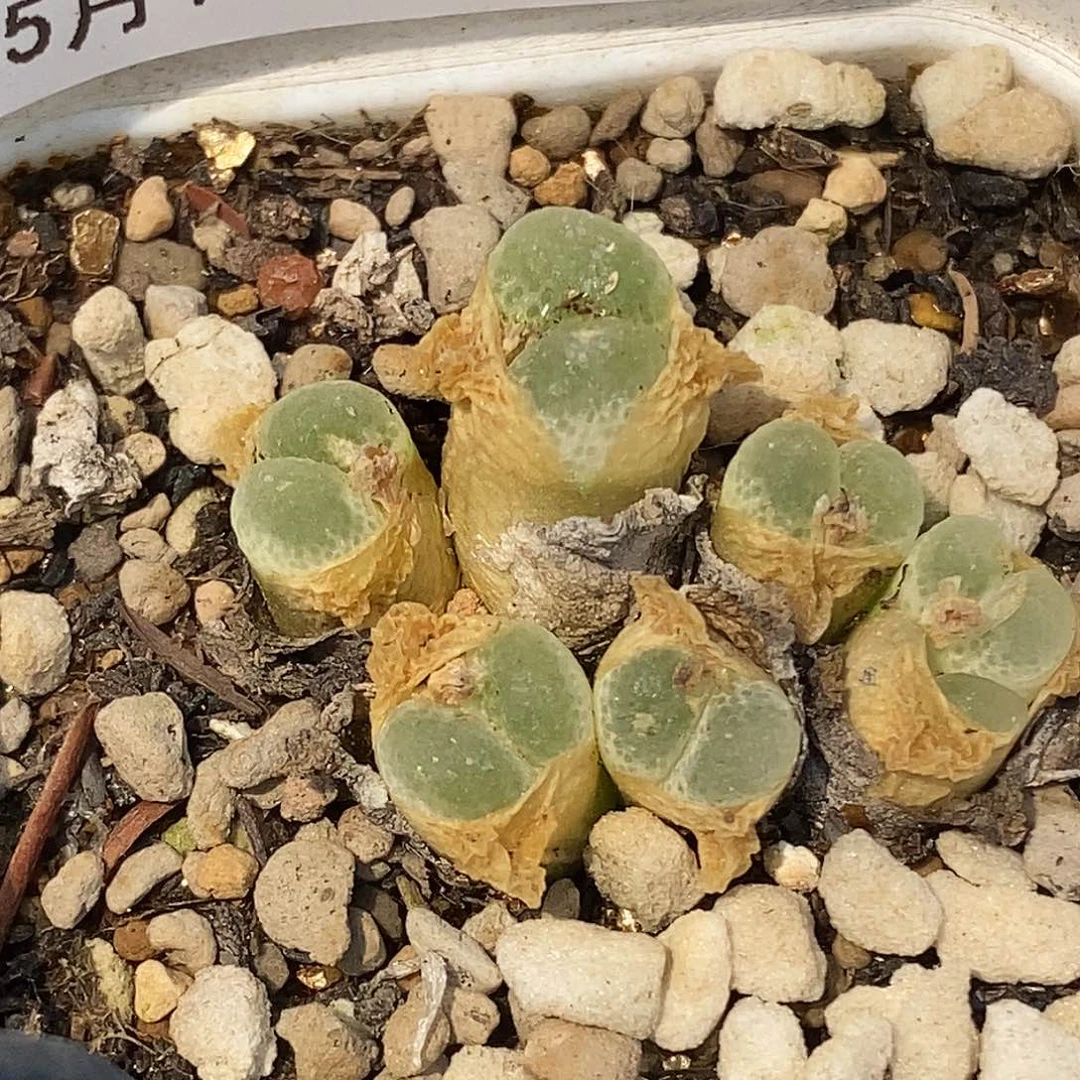 ?****o桃喜花园0511-31风铃