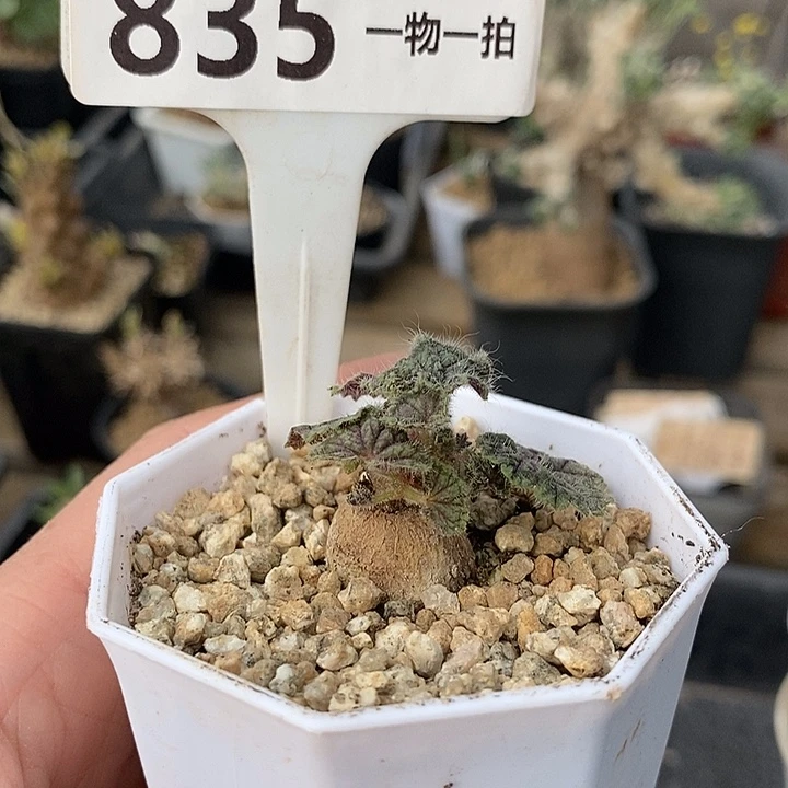 835圆叶洋葵一一一一带盆