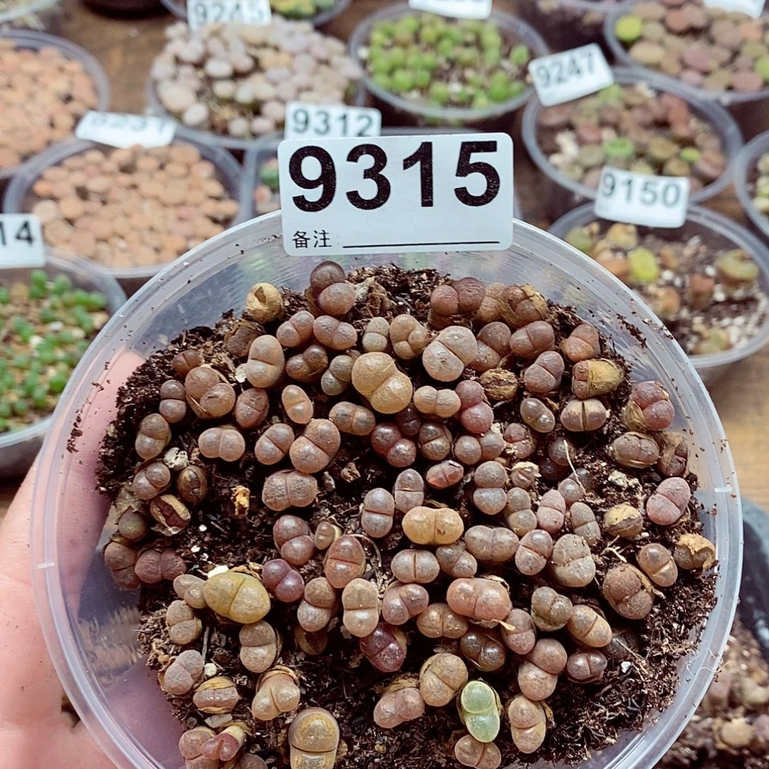 9315粉的蛋糕风铃