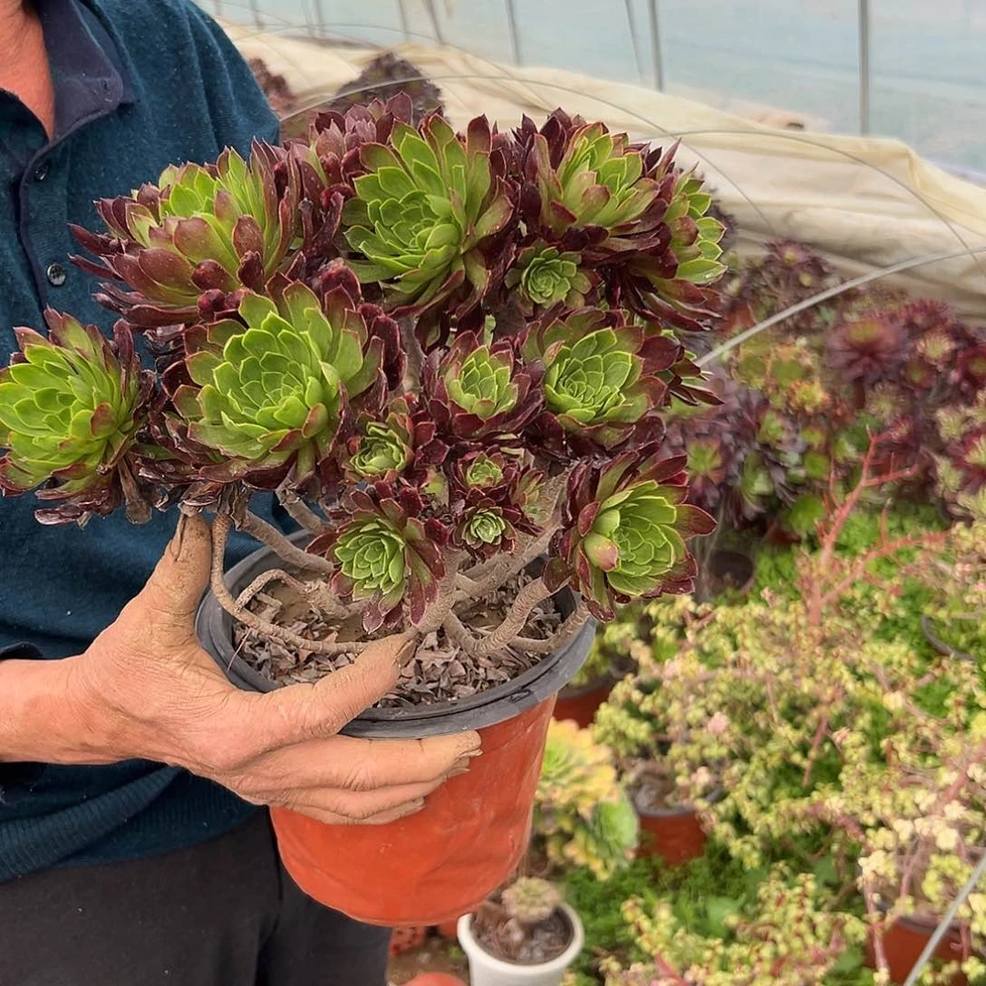 阮*多肉植物多肉植物