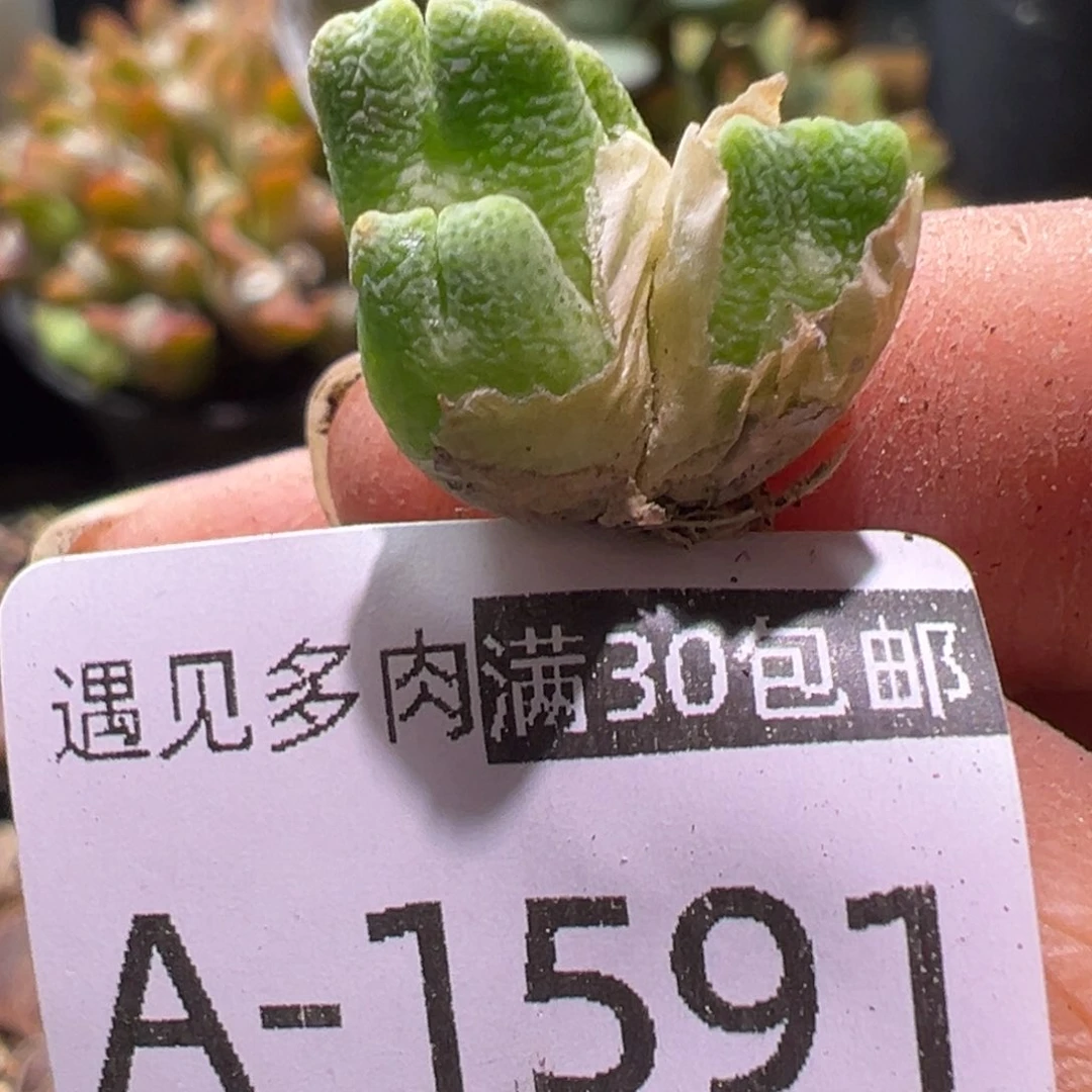 多肉植物111111111111111111