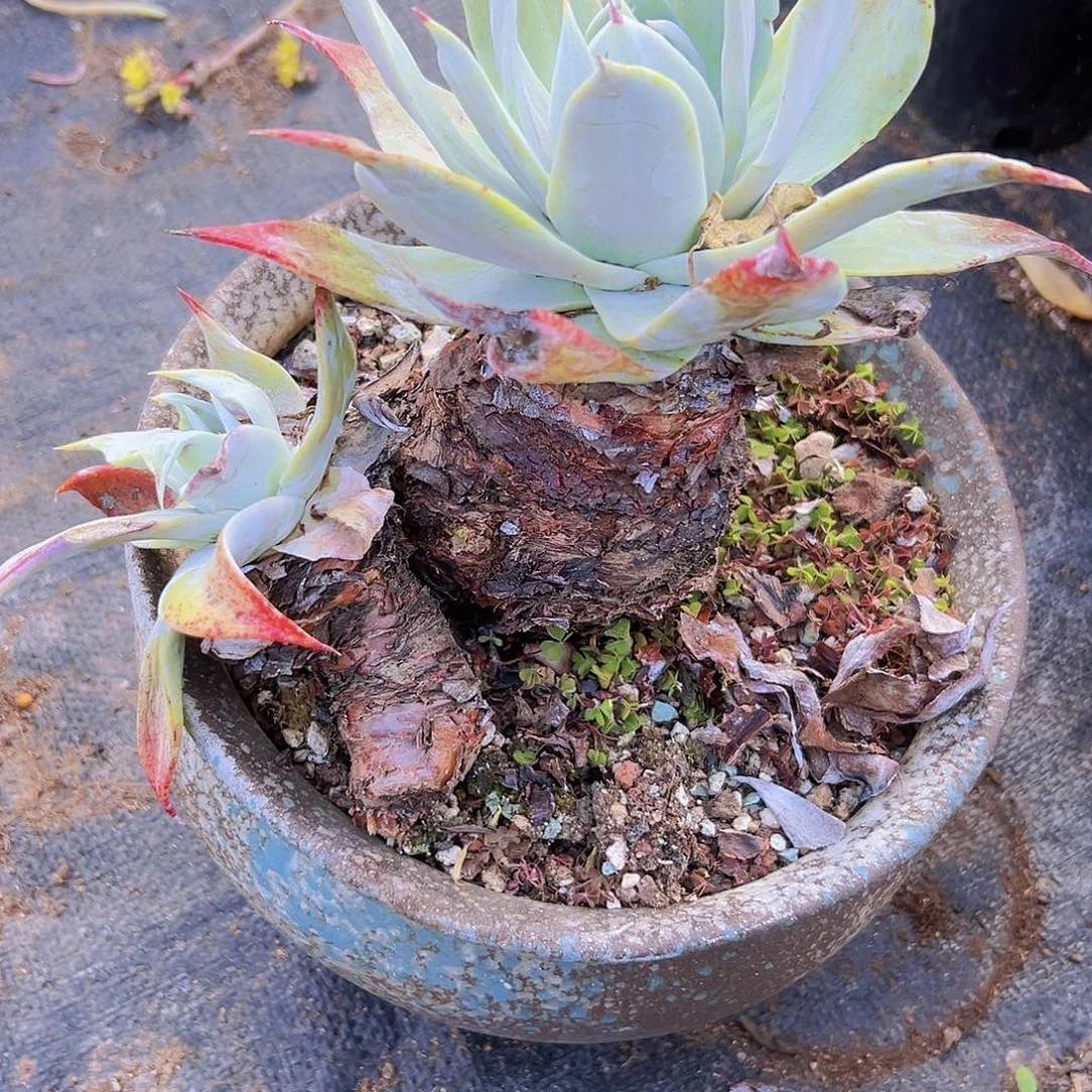 多肉一个默认瑕疵编号20