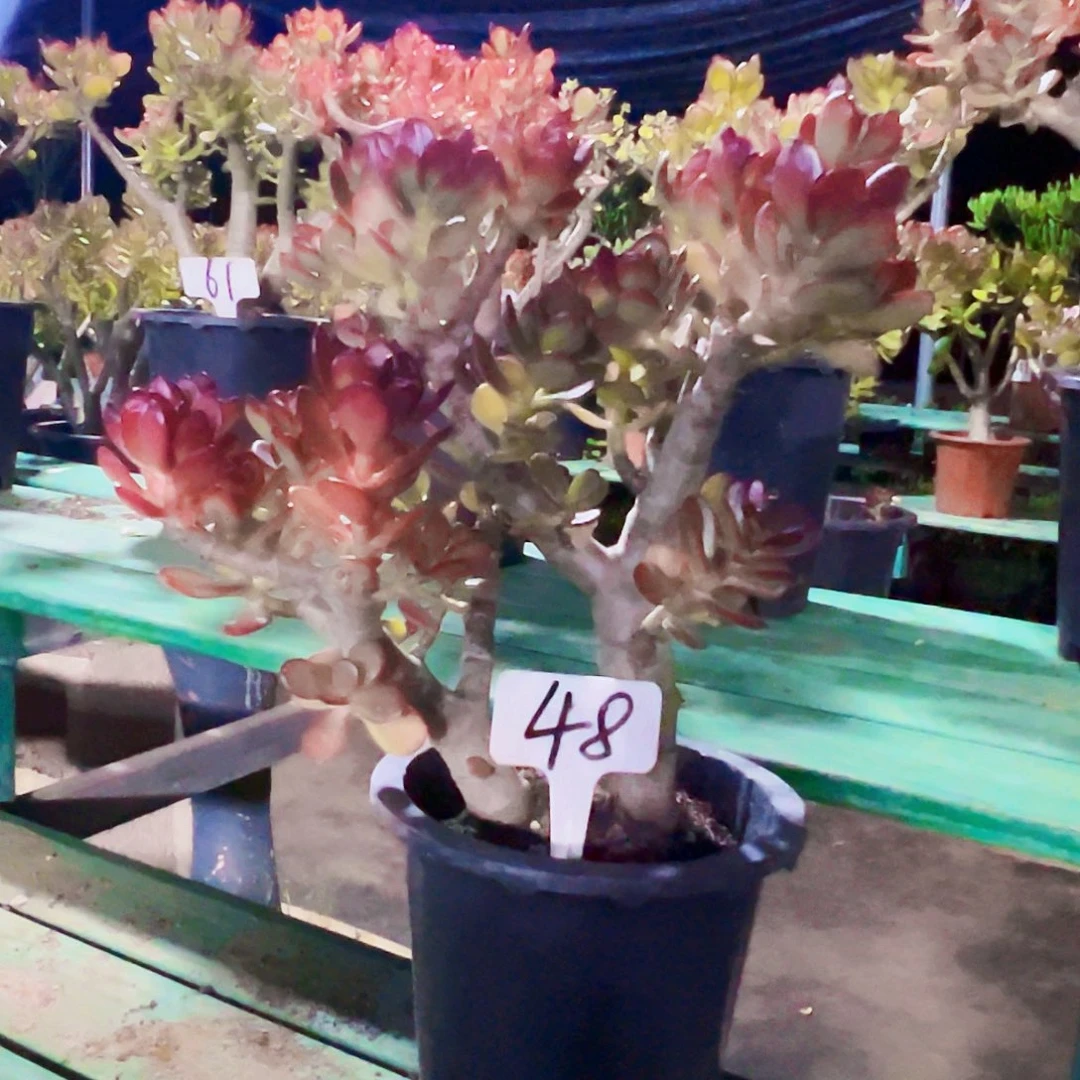 48号姬红花月好养活