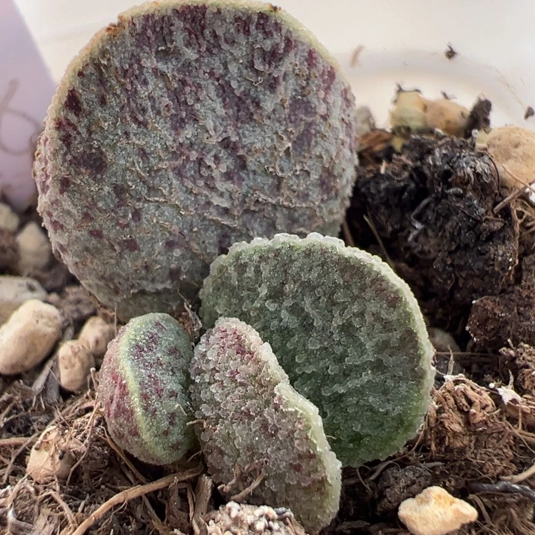 实生新品血斑大苗多肉植物