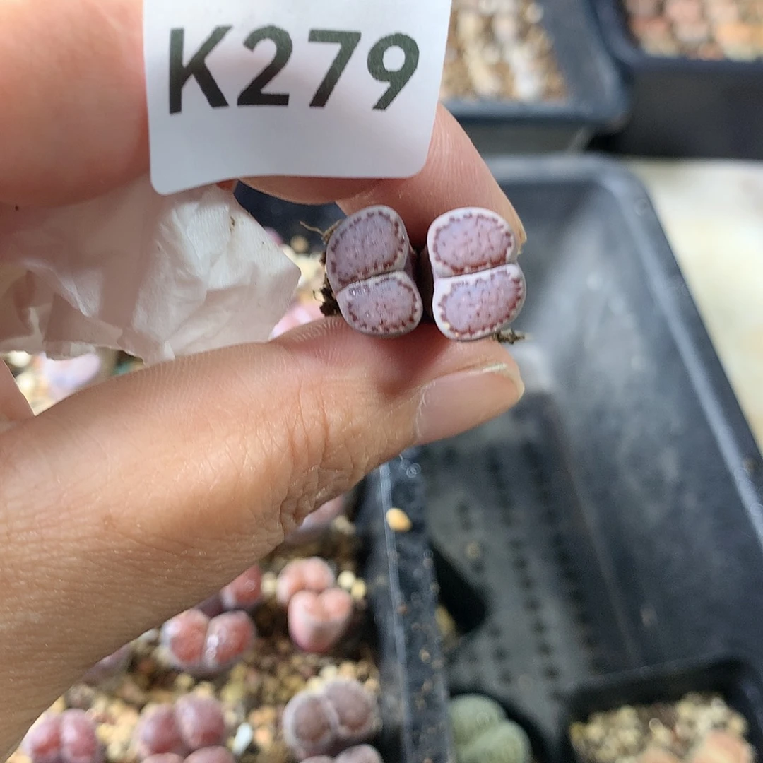 A****ᐝK279多肉植物保护