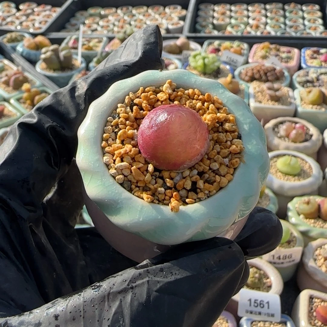 1580--一物一拍 带盆